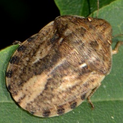 Eurygaster integriceps